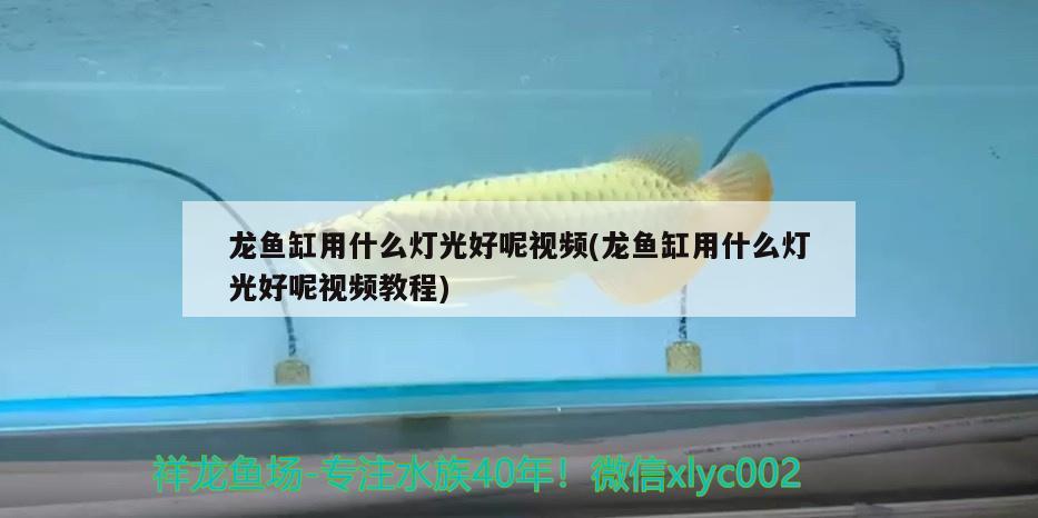 龍魚缸用什么燈光好呢視頻(龍魚缸用什么燈光好呢視頻教程) 熊貓異形魚L46