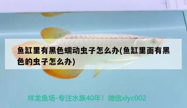 魚(yú)缸里有黑色蠕動(dòng)蟲(chóng)子怎么辦(魚(yú)缸里面有黑色的蟲(chóng)子怎么辦) 祥龍傳奇品牌魚(yú)缸 第3張