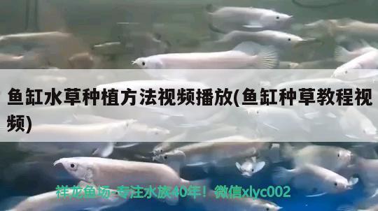 魚(yú)缸水草種植方法視頻播放(魚(yú)缸種草教程視頻) 水草