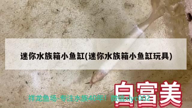 迷你水族箱小魚缸(迷你水族箱小魚缸玩具) 魚缸/水族箱