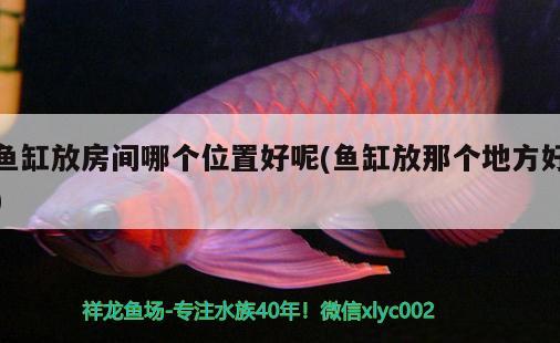 魚缸放房間哪個位置好呢(魚缸放那個地方好) 狗仔（招財貓)魚苗