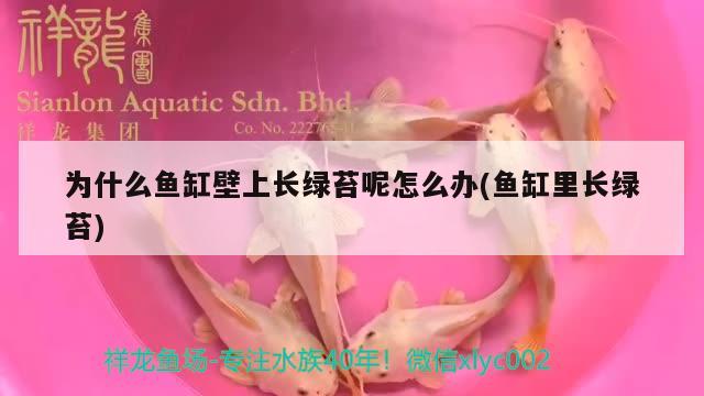 為什么魚(yú)缸壁上長(zhǎng)綠苔呢怎么辦(魚(yú)缸里長(zhǎng)綠苔) 麥肯斯銀版魚(yú)