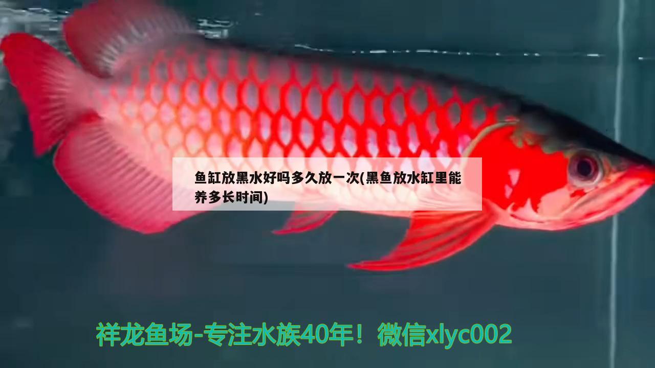 魚缸放黑水好嗎多久放一次(黑魚放水缸里能養(yǎng)多長(zhǎng)時(shí)間) 飛鳳魚苗