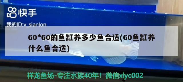 棗莊魚缸在哪里買好呢：棗莊哪里有賣水缸的 廣州水族批發(fā)市場 第2張