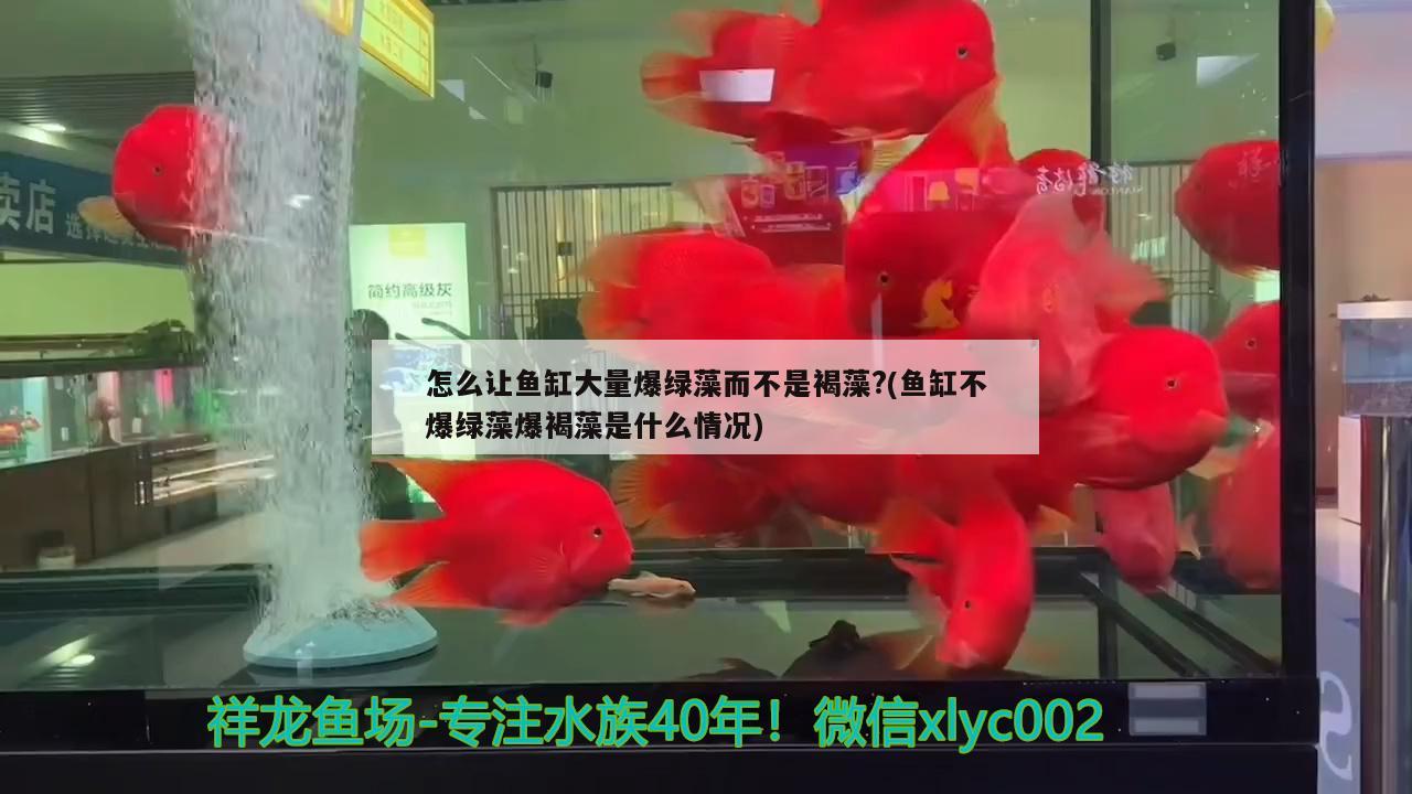 怎么讓魚缸大量爆綠藻而不是褐藻?(魚缸不爆綠藻爆褐藻是什么情況) 巴西亞魚