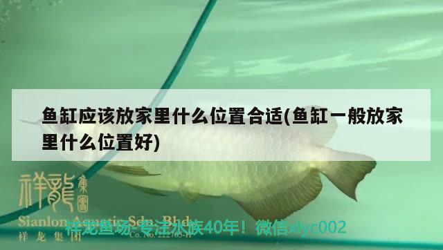 魚缸全封閉對魚有影響嗎視頻教程：全封閉魚缸需要換水嗎 養(yǎng)魚的好處 第3張