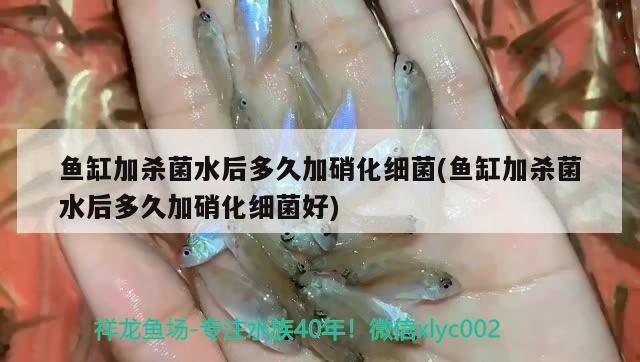 龍魚有點浮背（龍魚浮背是什么原因） 廣州龍魚批發(fā)市場