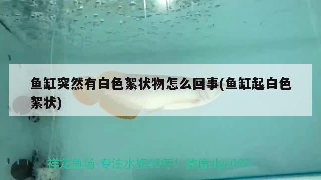 魚(yú)缸突然有白色絮狀物怎么回事(魚(yú)缸起白色絮狀) 祥龍超血紅龍魚(yú)