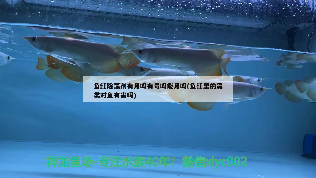 魚缸除藻劑有用嗎有毒嗎能用嗎(魚缸里的藻類對(duì)魚有害嗎) 充氧泵