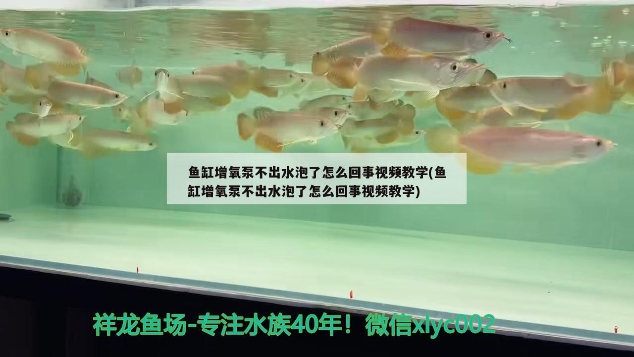 金魚(yú)好養(yǎng)嗎？如何喂養(yǎng)金魚(yú)，金魚(yú)好養(yǎng)嗎，如何喂養(yǎng)金魚(yú) 月光鴨嘴魚(yú)苗 第2張