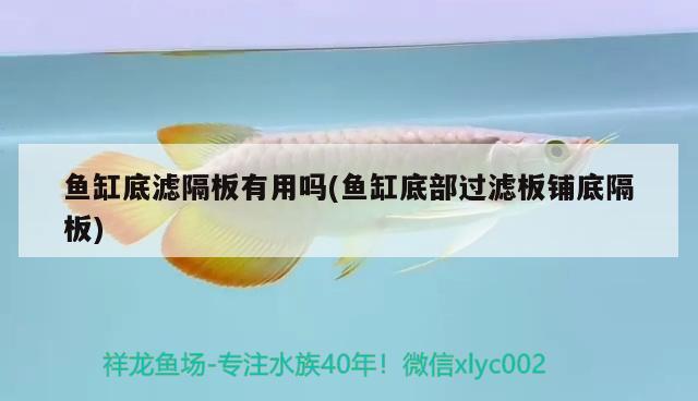 魚(yú)缸底濾隔板有用嗎(魚(yú)缸底部過(guò)濾板鋪底隔板)