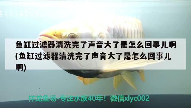 魚缸過濾器清洗完了聲音大了是怎么回事兒啊(魚缸過濾器清洗完了聲音大了是怎么回事兒啊) 噴點菠蘿魚