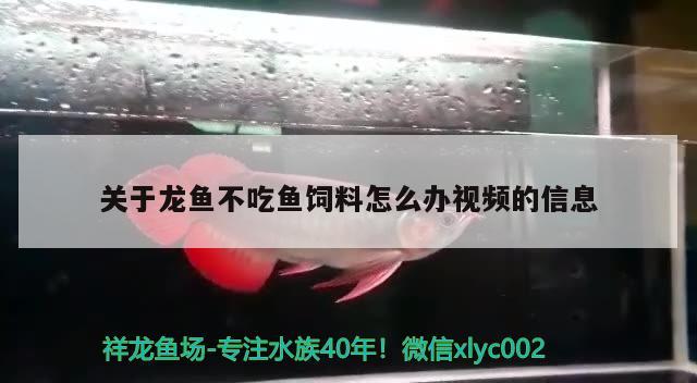 關(guān)于龍魚不吃魚飼料怎么辦視頻的信息 除藻劑