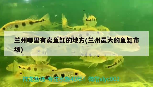 蘭州哪里有賣魚缸的地方(蘭州最大的魚缸市場) 生態(tài)瓶/創(chuàng)意缸/桌面微景缸