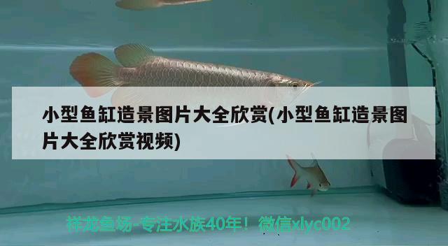 小型魚(yú)缸造景圖片大全欣賞(小型魚(yú)缸造景圖片大全欣賞視頻) 白條過(guò)背金龍魚(yú)