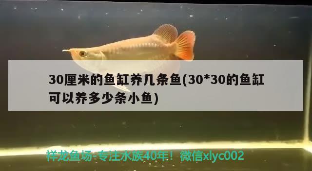 30厘米的魚(yú)缸養(yǎng)幾條魚(yú)(30*30的魚(yú)缸可以養(yǎng)多少條小魚(yú))