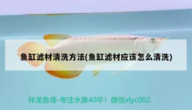 魚缸濾材清洗方法(魚缸濾材應該怎么清洗) 雪龍魚