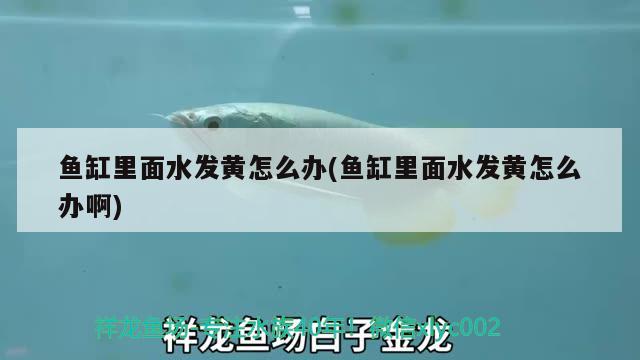 魚缸里面水發(fā)黃怎么辦(魚缸里面水發(fā)黃怎么辦啊) 印尼三紋虎