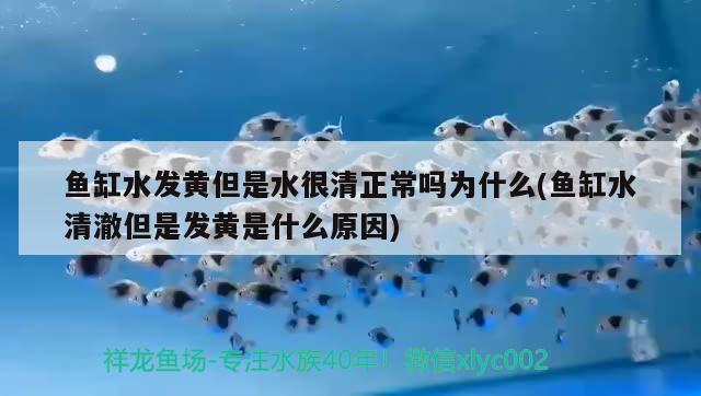 魚缸水發(fā)黃但是水很清正常嗎為什么(魚缸水清澈但是發(fā)黃是什么原因)