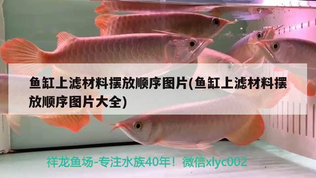 魚缸上濾材料擺放順序圖片(魚缸上濾材料擺放順序圖片大全)