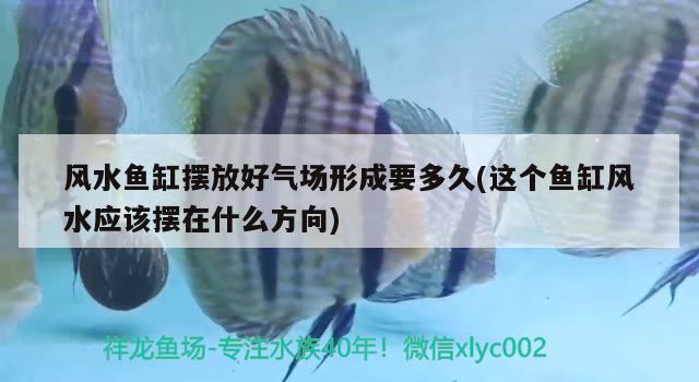 銀鼓魚和銀龍魚混養(yǎng)可以嗎圖片（銀鼓魚和銀龍魚混養(yǎng)可以嗎圖片大全）