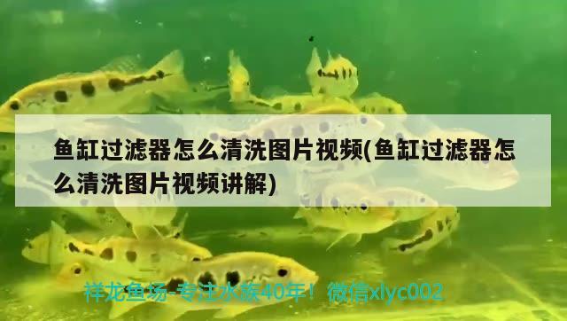 魚缸過濾器怎么清洗圖片視頻(魚缸過濾器怎么清洗圖片視頻講解) 吉羅魚批發(fā)