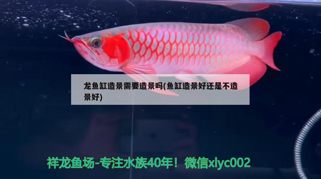 龍魚缸造景需要造景嗎(魚缸造景好還是不造景好)