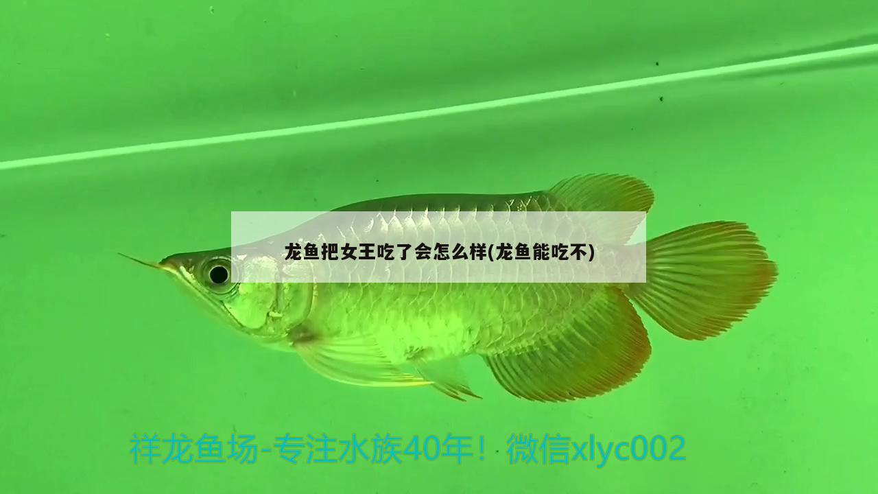 龍魚把女王吃了會怎么樣(龍魚能吃不)