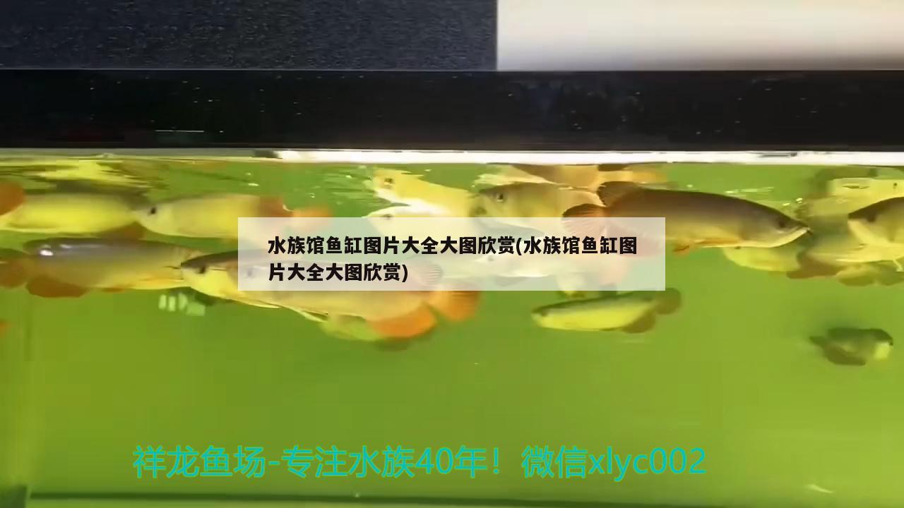 水族館魚缸圖片大全大圖欣賞(水族館魚缸圖片大全大圖欣賞) 黃金貓魚百科