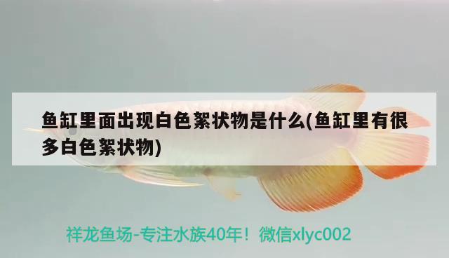 最貴的魚是什么魚，鳘魚與黃花魚的區(qū)別 觀賞魚 第1張