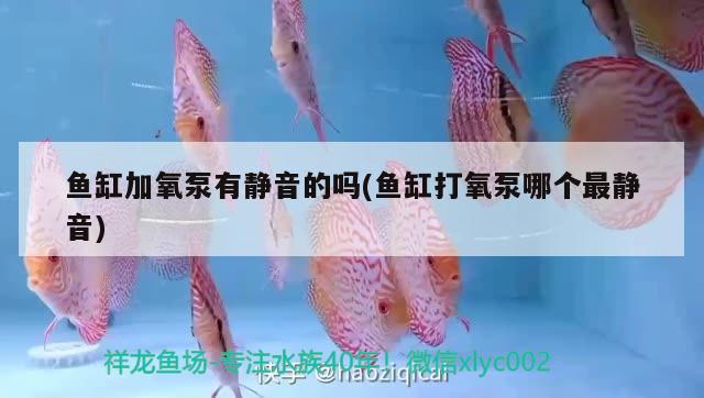 粉紅色的龍魚高清圖片，粉紅色的龍魚圖片