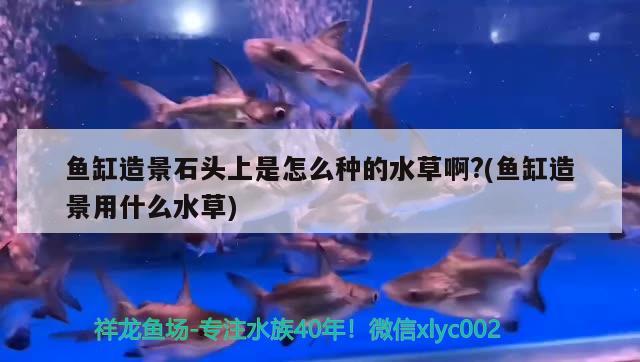 本溪二手魚缸多少錢能買到，旅游的時(shí)候你去過的最爽的地方是哪兒