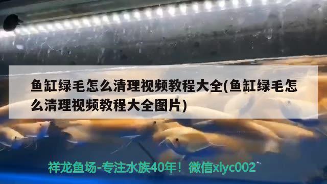 綠色的小魚叫什么，熒光魚怎樣辨別公母 觀賞魚 第3張