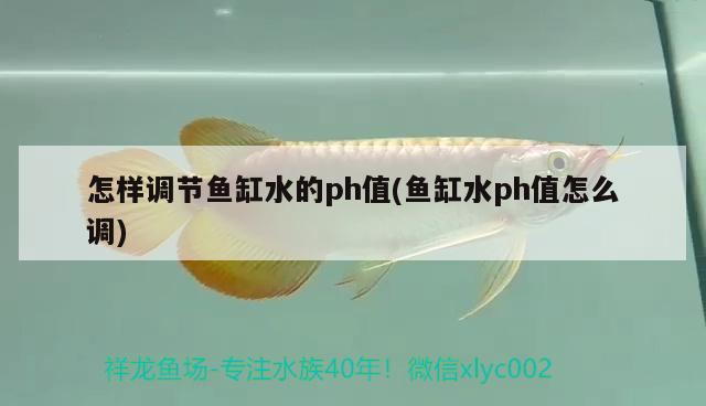 怎樣調(diào)節(jié)魚缸水的ph值(魚缸水ph值怎么調(diào))