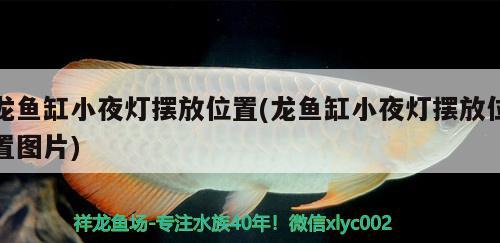 紅龍魚有哪些品種，紅龍魚什么品種好，紅龍魚哪個(gè)品種好看飛鳳魚哪個(gè)品種好 飛鳳魚 第3張