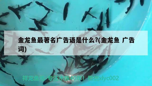 魚缸氧氣泵不冒泡怎么辦呀(魚缸氧氣泵不冒泡怎么辦呀)