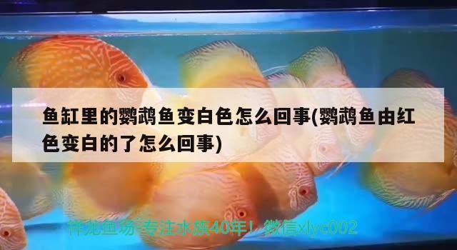 東營觀賞魚貼吧群微信 東營魚類 白子關(guān)刀魚 第2張