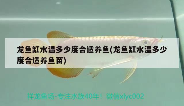 龍魚缸水溫多少度合適養(yǎng)魚(龍魚缸水溫多少度合適養(yǎng)魚苗)