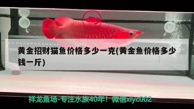 黃金招財(cái)貓魚價(jià)格多少一克(黃金魚價(jià)格多少錢一斤) 黃金招財(cái)貓魚