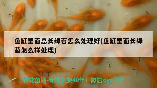 魚缸里面總長綠苔怎么處理好(魚缸里面長綠苔怎么樣處理) 祥龍龍魚專用水族燈