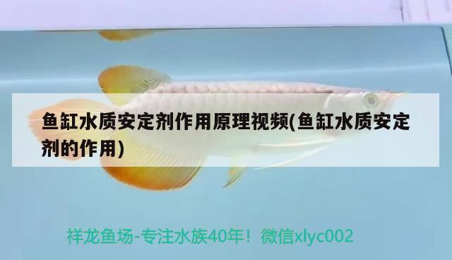 魚缸水質(zhì)安定劑作用原理視頻(魚缸水質(zhì)安定劑的作用)