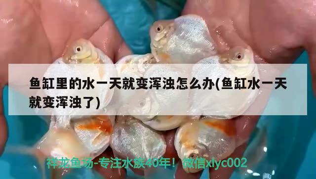 魚缸里的水一天就變渾濁怎么辦(魚缸水一天就變渾濁了)