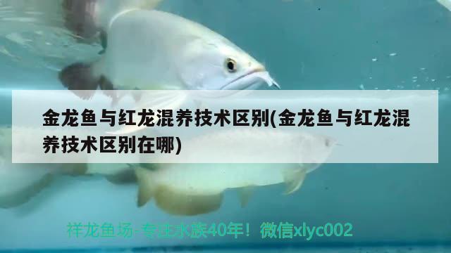 魚缸在客廳的最佳位置示意圖（魚缸擺在客廳門哪邊好）