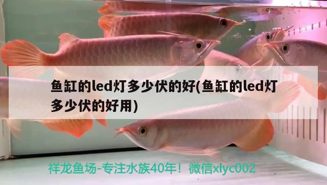 魚缸的led燈多少伏的好(魚缸的led燈多少伏的好用) 埃及神仙魚