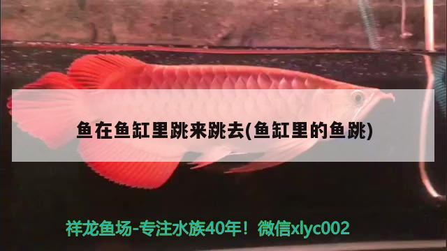 魚在魚缸里跳來跳去(魚缸里的魚跳) 藍底過背金龍魚 第2張