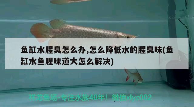 魚(yú)缸水腥臭怎么辦,怎么降低水的腥臭味(魚(yú)缸水魚(yú)腥味道大怎么解決)