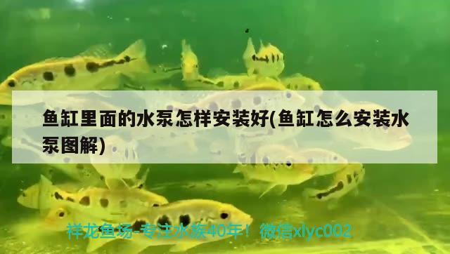 魚缸里面的水泵怎樣安裝好(魚缸怎么安裝水泵圖解) 觀賞魚魚苗