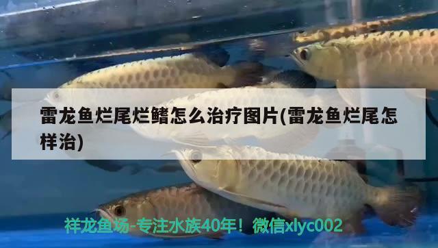 魚缸維護協(xié)議，魚缸維護記錄表 觀賞魚進出口 第4張