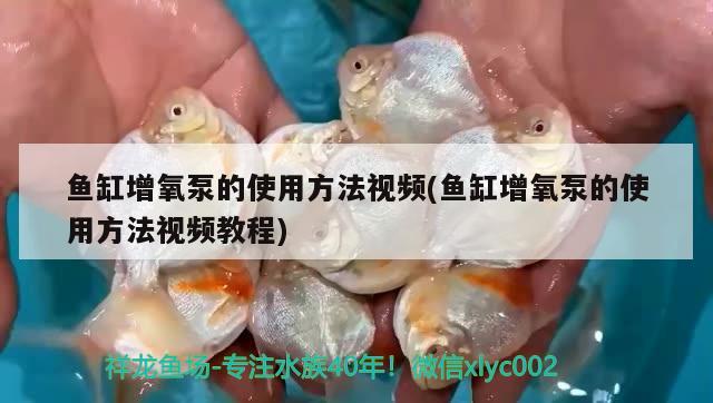 魚缸增氧泵的使用方法視頻(魚缸增氧泵的使用方法視頻教程) 巴西亞魚苗