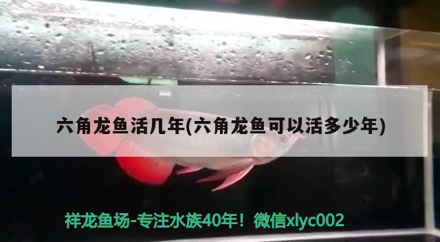 北海二手魚缸水族箱市場價格（北海二手漁船出售轉(zhuǎn)讓信息） 飛鳳魚